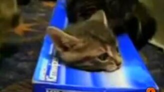 Топ-10 милых видео с кошками - смотреть видео (5:36)