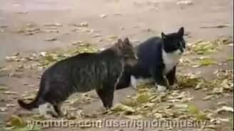 Собака-разнимака - смотреть видео (0:23)