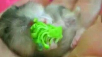 Из жизни хомяков - смотреть видео (2:34)