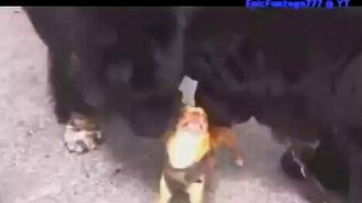 Приколы с кошками и котами - смотреть видео (6:27)