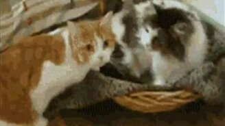 Кошки - очарование моё! - смотреть видео (5:50)
