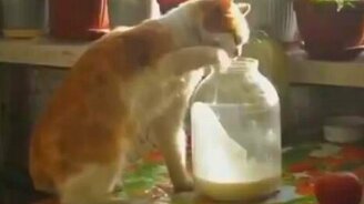 Русские коты - смотреть видео (2:43)