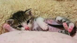 Милый и забавный котёнок - смотреть видео (1:56)