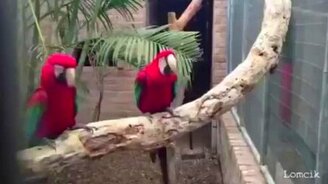 Сборка приколов с животными - смотреть видео (4:24)