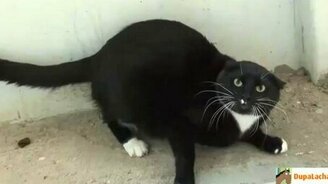 Лучшие приколы с кошками - смотреть видео (2:51)