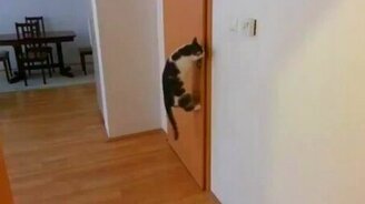 Кот - открыватель дверей - смотреть видео (1:56)