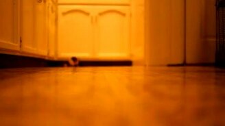 Крыса приносит апорт - смотреть видео (0:24)