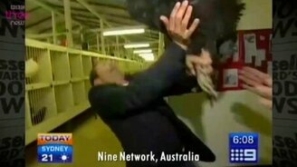 Репортёр против петуха - смотреть видео (0:11)