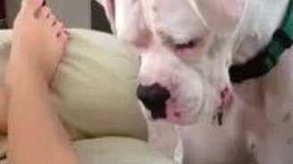 Собака съедает лазер - смотреть видео (0:15)