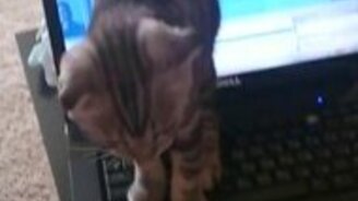 Дрессировка за мороженое - смотреть видео (0:41)