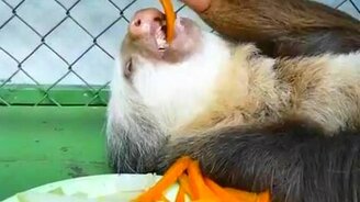 Ленивец за обедом - смотреть видео (1:12)