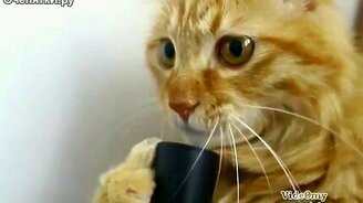Лучшие апрельские кошки - смотреть видео (3:52)