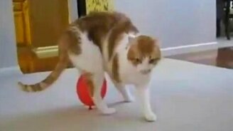 Подборка  странных и смешных животных - смотреть видео (3:51)