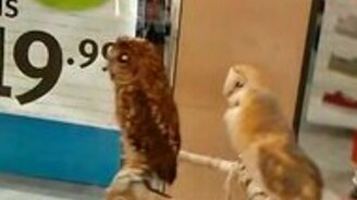 Ручные совы - смотреть видео (0:20)