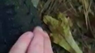 Дерево в резиновой покрышке - смотреть видео (1:07)