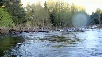 Орёл крадёт рыбу из-под носа у рыбака - смотреть видео (0:13)