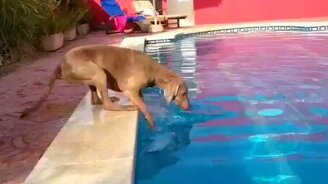 Пёс и фрисби в бассейне - смотреть видео (0:55)