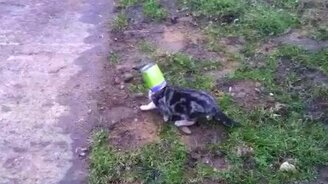 Спасение застрявшего головой в банке котёнка - смотреть видео (0:47)