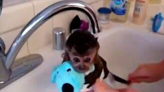 Купание маленькой обезьянки - смотреть видео (2:20)