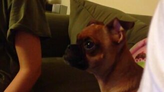 Впечатлительный щенок смотрит мультик - смотреть видео (0:56)