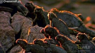 Орёл атакует игуану - смотреть видео (2:23)