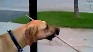 Несообразительный пёс с палкой - смотреть видео (0:55)