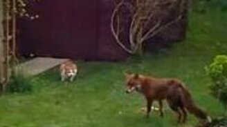 Два кота против лисы - смотреть видео (0:50)