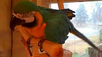Вот как смеются попугаи - смотреть видео (1:14)