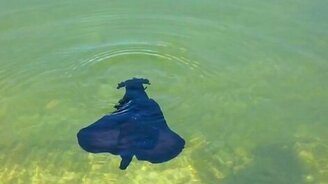 Неведомый Бэтмен в воде - смотреть видео (0:25)