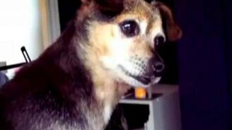 Кто здесь? - смотреть видео (0:31)