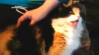 Чеши меня всю! - смотреть видео (0:46)