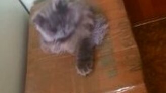 Реактивный кот - смотреть видео (0:56)