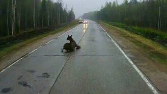 Лосяру занесло - смотреть видео (0:22)