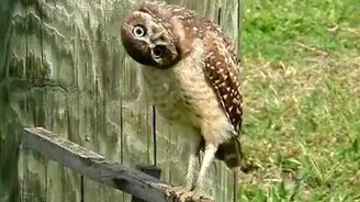 Сова и камера - смотреть видео (1:18)