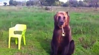 Дрессированный медведь - смотреть видео (2:57)