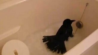 Ворона принимает ванну - смотреть видео (1:41)