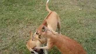 Кенгуру играет с собакой - смотреть видео (1:35)