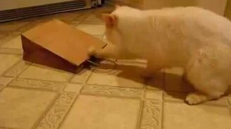 Кот-скребок - смотреть видео (1:02)