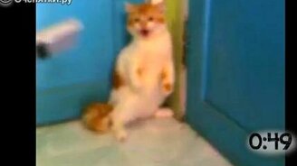 Кошки против пылесосов - смотреть видео (0:59)