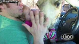 Любопытные животные лезут головой в машину - смотреть видео (1:04)