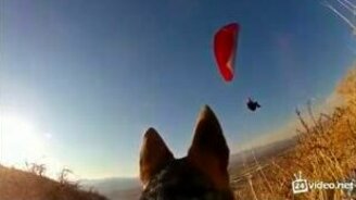 Красота животных в природе - смотреть видео (5:17)