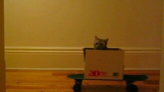 Внезапный кот в коридоре - смотреть видео (0:09)