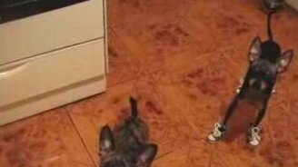 Обутые псины - смотреть видео (1:38)