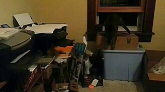 Кото-менеджер в офисе - смотреть видео (0:32)