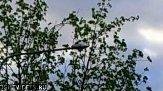 Дятел против железного столба - смотреть видео (1:06)