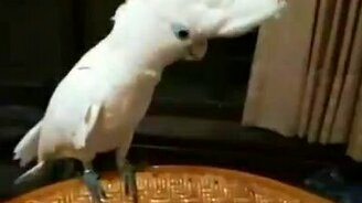 Попугай в стиле Гангнам - смотреть видео (1:17)