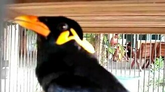 Интересная птичка-пародистка - смотреть видео (0:44)