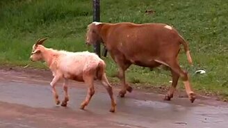 Коза ведёт себя, как гопник - смотреть видео (3:07)