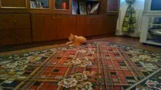 Кувыркающийся котяра - смотреть видео (0:20)