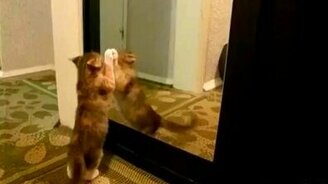 Зверушки играют со своим отражением - смотреть видео (4:33)